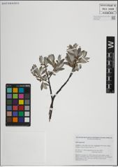 Foto von Salix lapponum L.